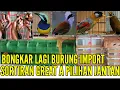 Download Lagu 🔴 BONGKAR LAGI ‼️ MASUK BURUNG IMPORT SORTIRAN JANTAN 0838-7553-6945
