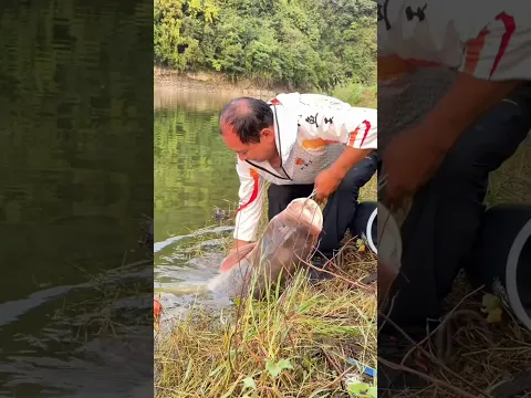 Giant fish