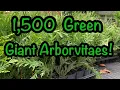 Green Giant Arborvitaes - Our biggest plant haul ever Backyard Nursery