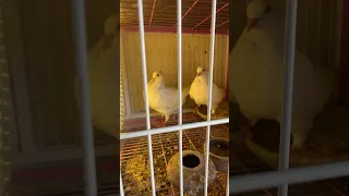 لاحم فرنساوي بيور استراد وكيرنو Birds زافير 