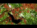 Download Lagu Harvesting wild grapes to cook traditional dishes, vàng hoa
