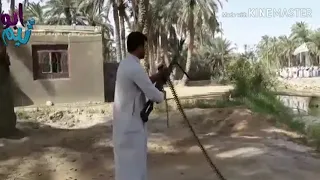 حاله واتس اغنيه احنا جينا يلا بينا هتموت ياللي تعدينا 