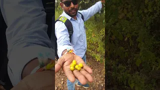 Youtube Par Strike Lagne K Baad My First Vlog Jangli Bair Trending Youtube Viral Shorts 