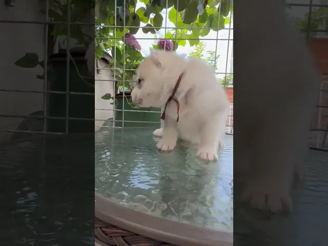 動画