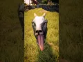 Download Lagu exclusive interview with uno from formax farm (tiktok.com/@formaxfarm) #goatsimulator3