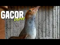Download Lagu PRENJAK BETINA GACOR || COCOK UNTUK PIKAT DAN MASTERAN MP3