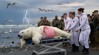 The story is about a pregnant bear and arctic marines