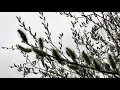 ОЛЕГ ВИННИК, ЕЛІНА ІВАЩЕНКО - ДІАМАНТИ #Весна🌸🌺🌧