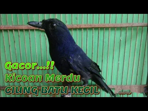 Download MP3 EDAN,,!!! suara burung ciung batu kecil gacor Owor- owor.