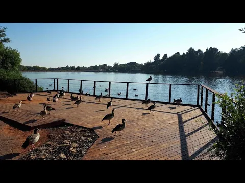 Download MP3 Exploring the Joburg Botanical Gardens & Emmarentia Dam✔