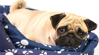 Pug The Heartbreaking Truth About Their Health