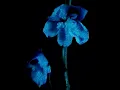 Delphinium Bliss (Official Video) - Cassandra Jenkins