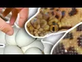 SNAKE EGGS FROM THE SMALLEST PYTHON AND ALLIGATOR FUN TIME BRIAN BARCZYK