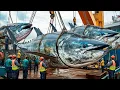 Download Lagu Massive Bluefin Tuna Hauls - How European Fishermen Catch And Processing Millions of Bluefin Tuna