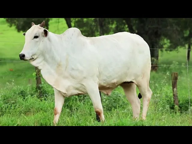 Matriz Nelore EPCO - 1440