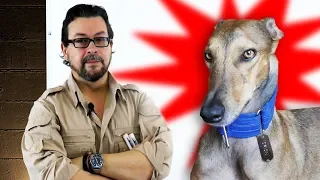 Los Perros y Gatos ven Seres Invisibles para Nosotros
