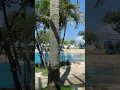 Download Lagu Food Porn and Views.  Kuta, Bali, Indonesia 🇮🇩😋#shorts #plssubscribe