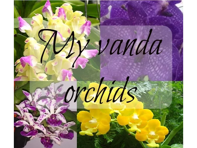 MEET MY VANDA ORCHIDS: D