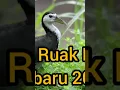 Download Lagu suara pemikat wak wak paling power.. comfem sangkut..