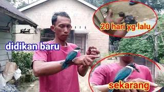 Download I took care of this bird from childhood until he became a hunter MP3