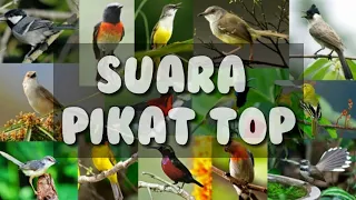Download SUARA_PIKAT_BURUNG_PALING_TOP MP3