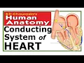 Chp18 Conducting System of Heart SA Node AV Node BDC Vol 1 Thorax