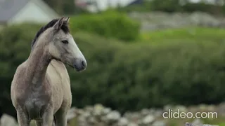             أغنية ليبيه زكره غمزلي قتلني دندنها