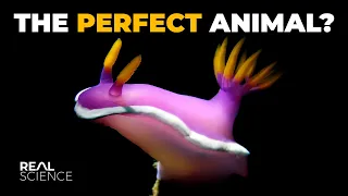 Why Nudibranchs Are Impressively Good at Existing
