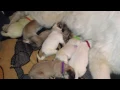 Great Pyrenees Give Birth to 9 Puppies