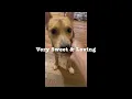 Sweet Corgi-dachshund mix Toby needs his own home
