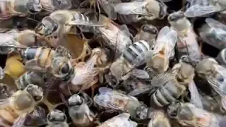 صوت ملكات النحل 