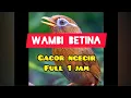 Download Lagu WAMBI BETINA GACOR NGECIR 1 JAM