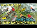 Download Lagu Mp3 pikat untuk burung kecil - Suara pikat sogon, prenjak, sepahraja, kemade ampuh