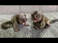 The most beautiful tiny finger marmoset monkey