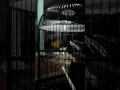 Download Lagu LOVEBIRD NGETIK PANJAAANG 1 MENIT