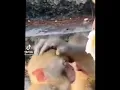 Download Lagu lu Makan kalo ga makan mati