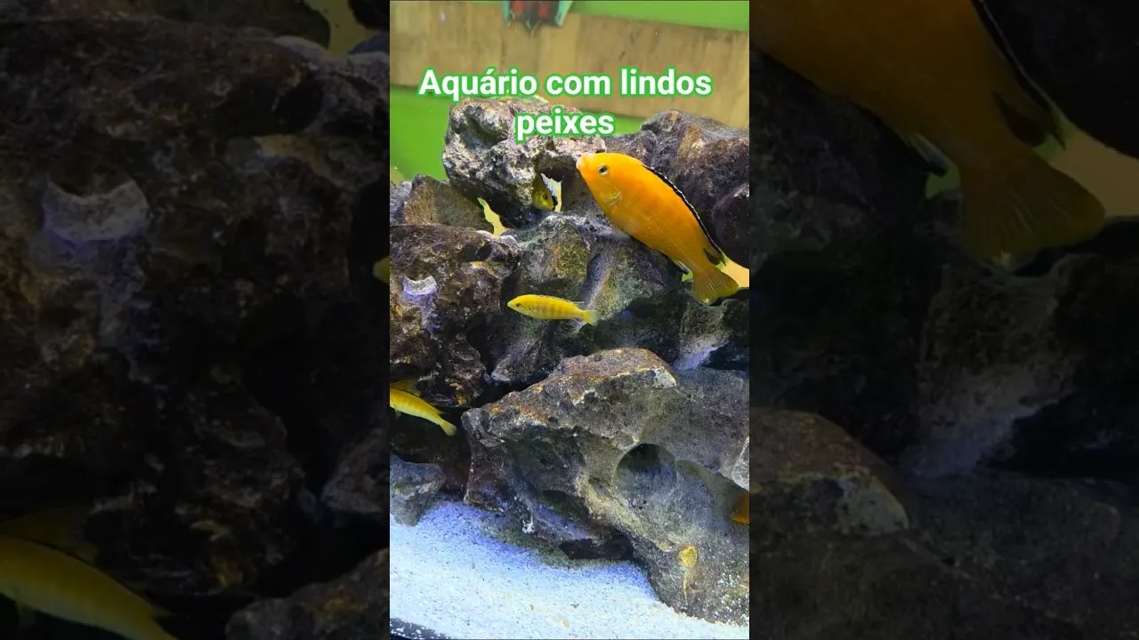 Peixes no aquário