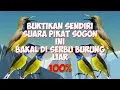 Download Lagu suara pikat sogon/sogok ontong ini tidak di ragukan lagi kemampuannya untuk memanggil sogon liar