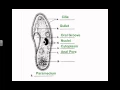 SCI 7 - Protist Diagrams
