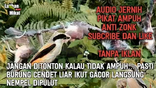 Download suara pikat burung cendet/pentet paling ampuh tanpa iklan MP3