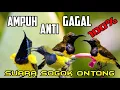 Download Lagu SUARA PIKAT SOGOK ONTONG ANTI ZONK