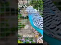 Lagu Putar video ini di dekat burung parkit Anda dan saksikan keajaibannya 🪄✨🤗 #budgies #voice #bird #shotvideo