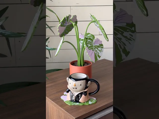 Elephant Ear Plant Coaster and Bottle Opener Set video thumbnail