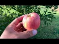 Kidd s Orange Red Apple Tasting