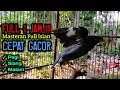 Download Lagu masteran jalak kebo gacor full isian mewah full 1 jam