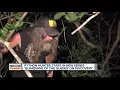 Florida python hunter gets his own reality show