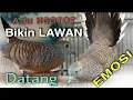 PERKUTUT ADU NGOTOT, BIKIN PERKUTUT LAIN EMOSI