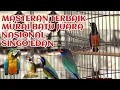Download Lagu masteran murai batu terbaik singo edan juara nasional