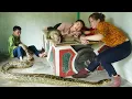 Download Lagu Girl In Danger When Giant Python Breeds On Farm Attack Girl - Harvesting Lychees \u0026 go Market to Sell