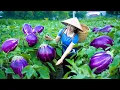 Download Lagu Panen Terong, Jual di Pasar, Memasak \u0026 Kehidupan Sehari-hari | Panen Ánh Vy
